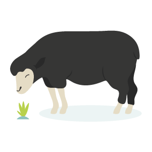 Mfs1 06 Ba Ba Black Sheep Sm